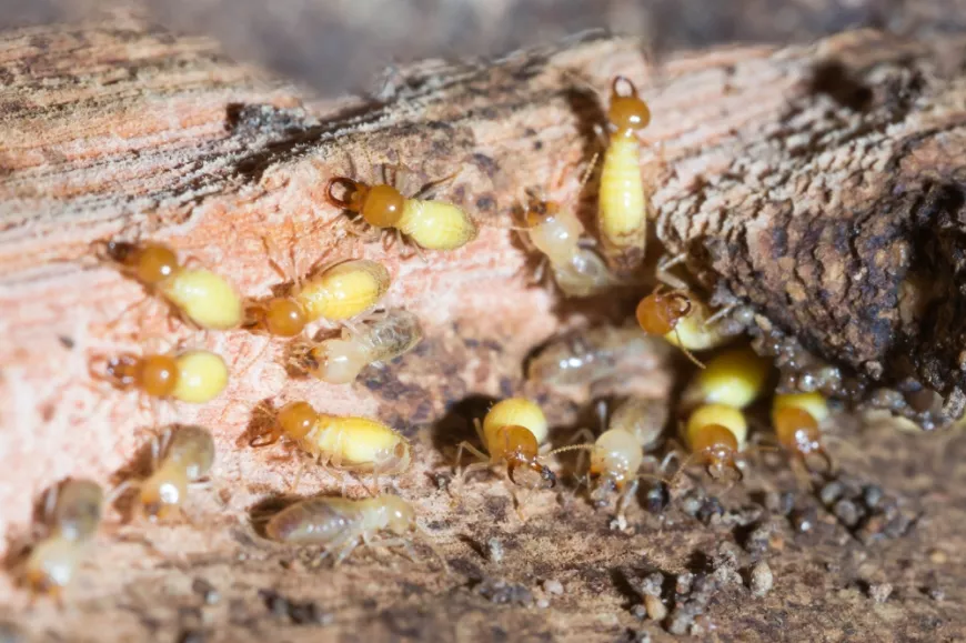 Bait Systems vs. Liquid Treatments: Which Controls Termites Better?