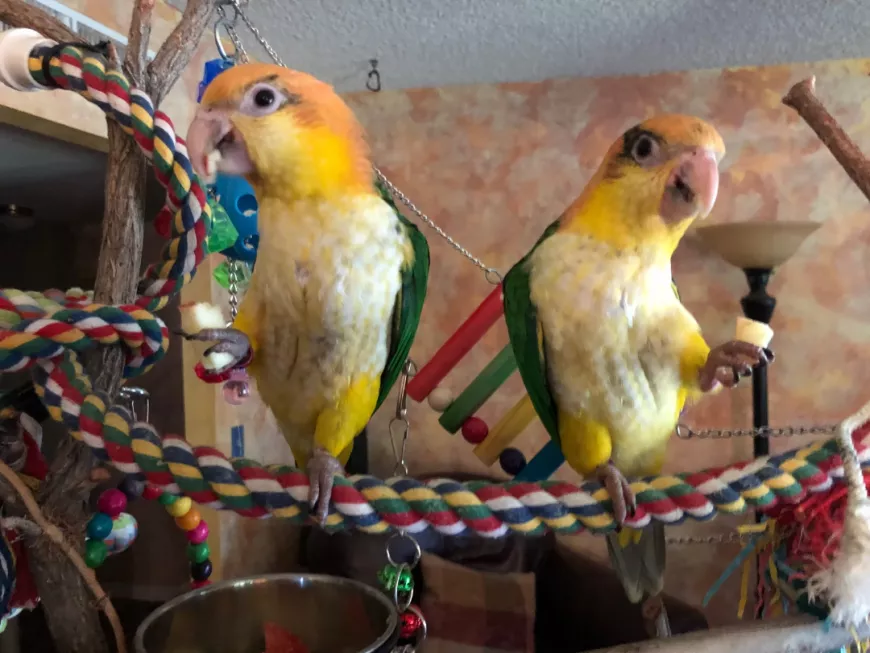 The Best Pet Parrots: Choosing the Perfect Feathered Companion