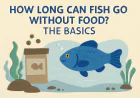 How Long Can Fish Go Without Food? The Basics
