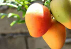 Mango Price in Pakistan 2025: How Will Climate Change Affect It