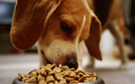 Choose Procan Dog Food for the best high protein dog food for your dog’s health