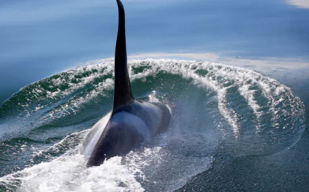 Tips For Whale Watching On Vancouver Island