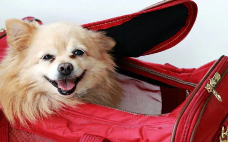 Why Every Dog Lover Needs a Stylish and Practical Puppy Purse Carrier