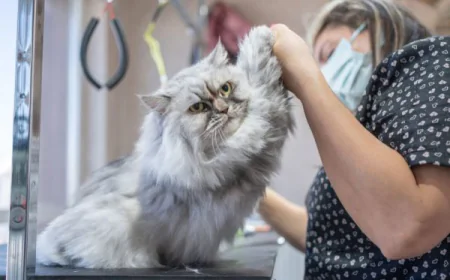 Why Choosing a Pet Salon in San Diego is the Best Decision for Your Furry Friend