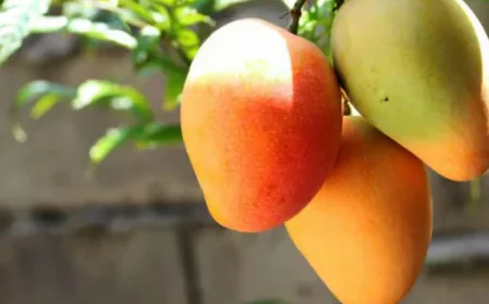 Mango Price in Pakistan 2025: How Will Climate Change Affect It