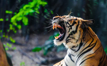 From the Lens to the Soul: Discovering Wildlife, Stillness, and Self in Jim Corbett National Park