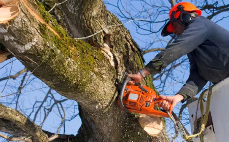 Why You Should Hire a Professional Tree Surgeon in Swindon