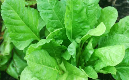 Spinach Farming In India: Everything You Should Know