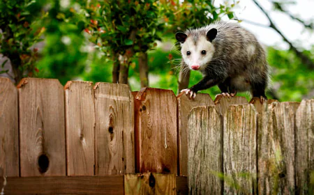Say Goodbye to Noisy Nights with Possum Control Services ??