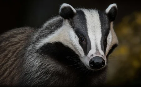 Do Skunks Hibernate or Just Hide? The Truth about Their Winter Habits