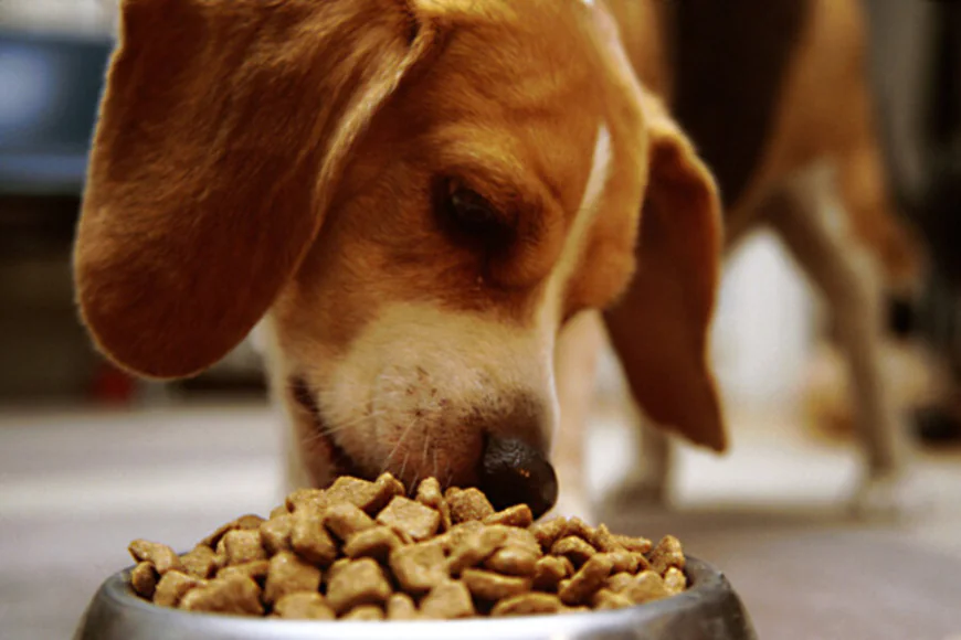 Choose Procan Dog Food for the best high protein dog food for your dog’s health
