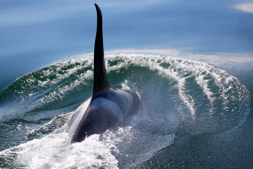 Tips For Whale Watching On Vancouver Island
