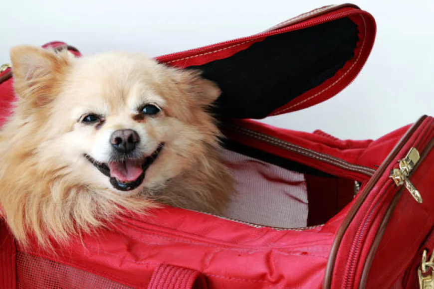 Why Every Dog Lover Needs a Stylish and Practical Puppy Purse Carrier