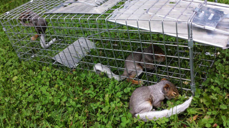 Wildlife Removal Services: Safe Home Solutions