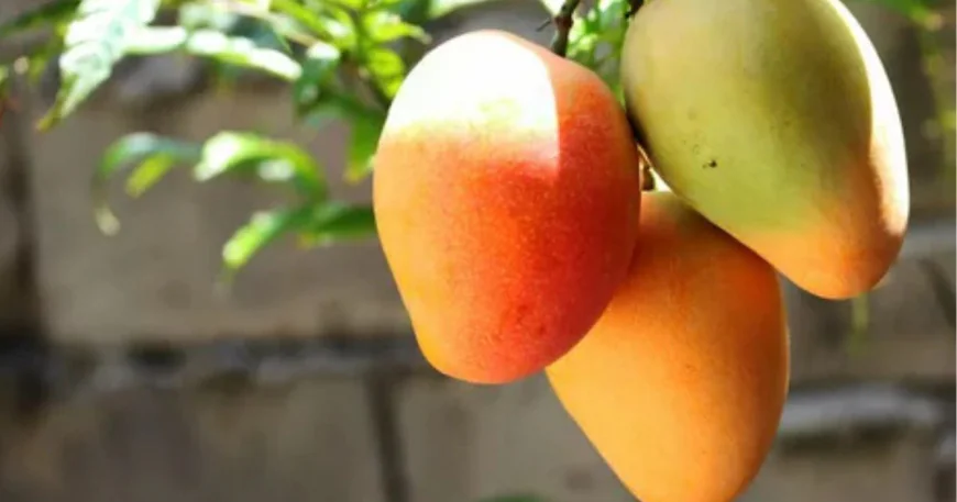 Mango Price in Pakistan 2025: How Will Climate Change Affect It