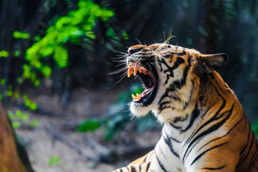 From the Lens to the Soul: Discovering Wildlife, Stillness, and Self in Jim Corbett National Park