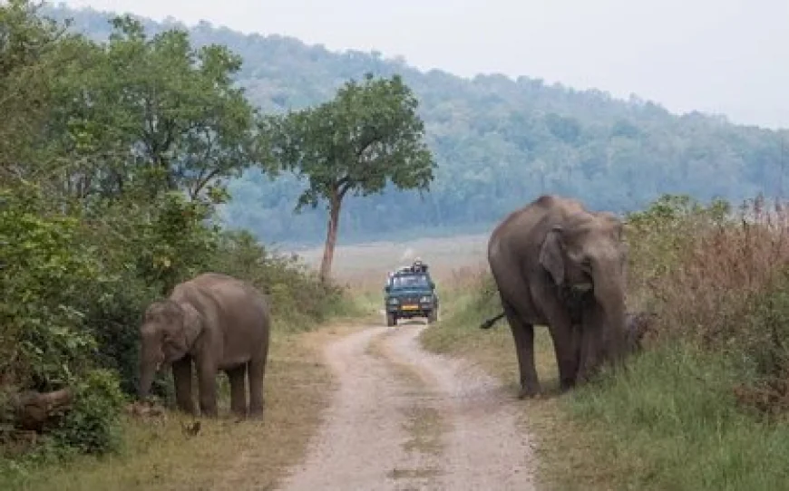 From the Lens to the Soul: Discovering Wildlife, Stillness, and Self in Jim Corbett National Park