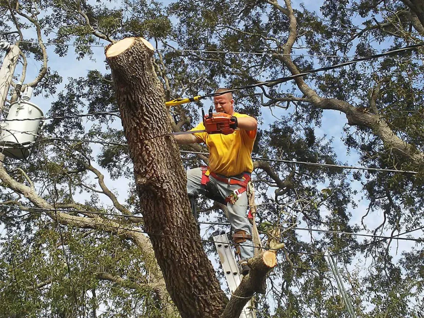 Why Tree Trimming in Brooksville, FL Is a Must for Every Homeowner