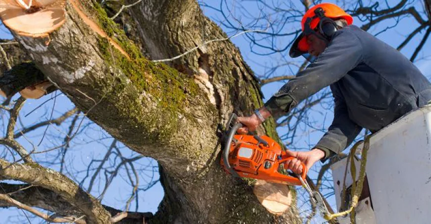 Why You Should Hire a Professional Tree Surgeon in Swindon