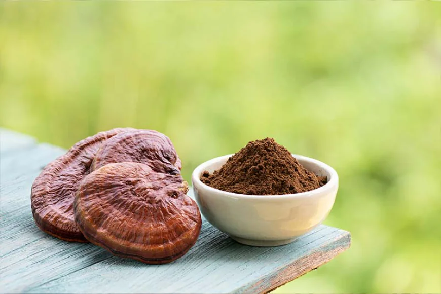 The Complete Guide to Reishi Mushroom Extract: Nature's Ancient Medicine for Modern Wellness