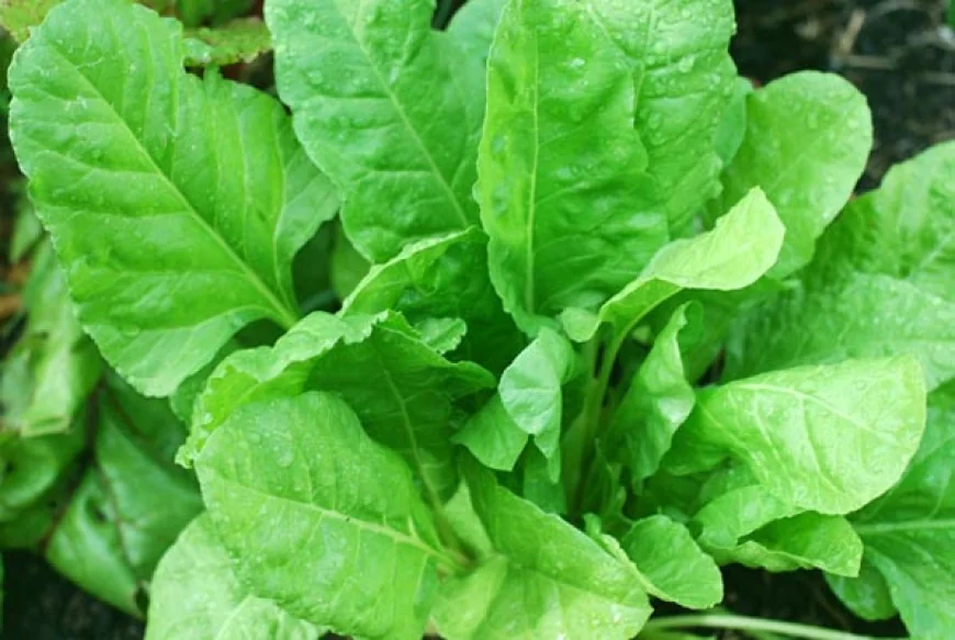Spinach Farming In India: Everything You Should Know