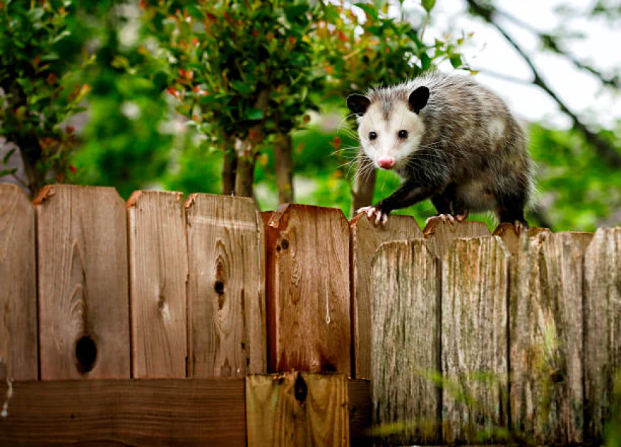 Say Goodbye to Noisy Nights with Possum Control Services ??