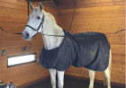 6 Best Horse Shower Mats for Comfort and Safety