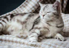 How to Stop a Cat from Scratching: Proven Tips and Tools Every Cat Owner Needs