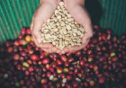 What Are the Different Types of Organic Coffee Beans?