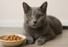 Is Sheba Good Cat Food? A Complete Review for Pet Parents