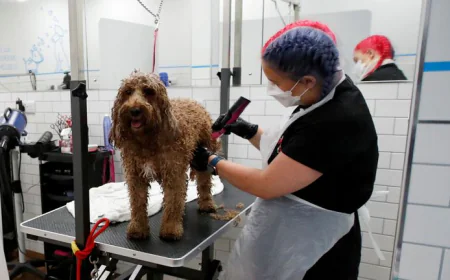 Vets for Pets at Home: What to Expect From In-Home Vet Visits