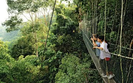 Discover the Wild with Amazon Rainforest Guided Tours in Peru