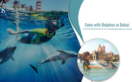 Swim with Dolphins in Dubai: Your Complete Guide to an Unforgettable Marine Adventure