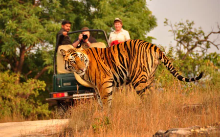 How to Choose the Best Wildlife Safaris for Your Travel Style