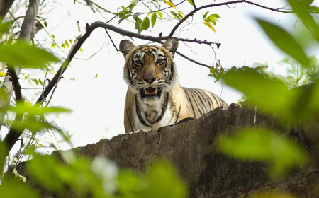 Wildlife Adventure with Exciting Ranthambore Tour Packages