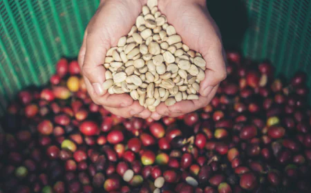 What Are the Different Types of Organic Coffee Beans?