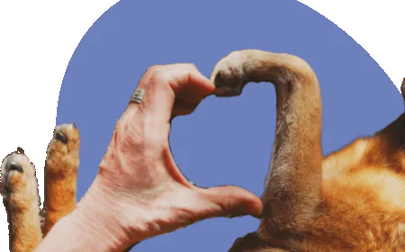 Do You Need In-Home Support for Your Pet’s Final Days?