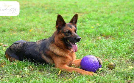 What Responsible German Shepherd Breeding Looks Like Today