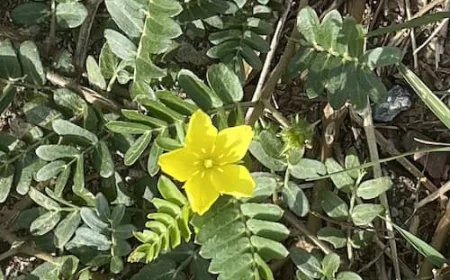 Gilba Solutions Pty Ltd