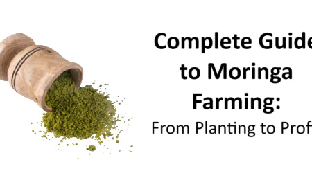 Complete Guide to Moringa Farming: From Planting to Profit