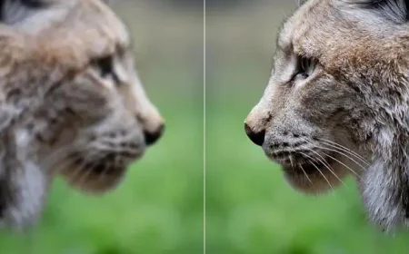 Image Enhancer Online: Instantly Boost Your Photo Quality