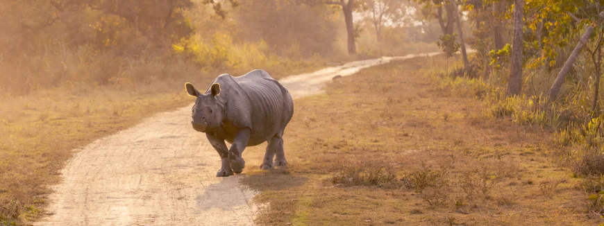 Wildlife Tours in North East India: National Parks You Must Explore