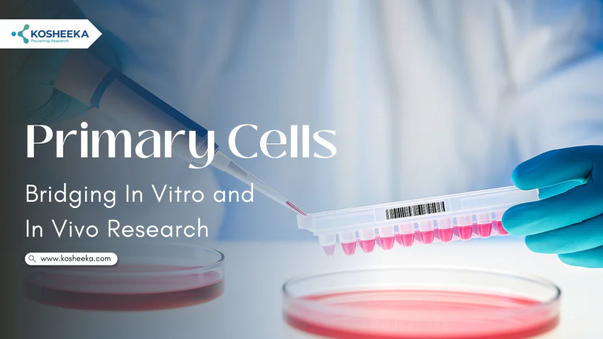 Primary Cells: Bridging In Vitro and In Vivo Research