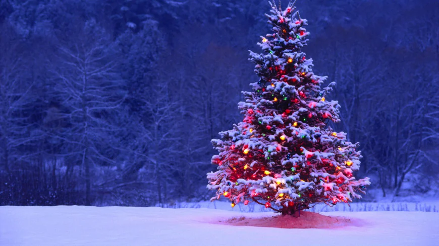 How to Decorate Christmas Trees Like a Pro