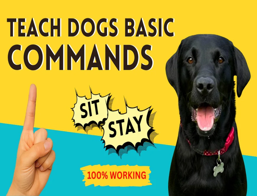 Training That Sticks: How We Turn Pups into Polite Companions