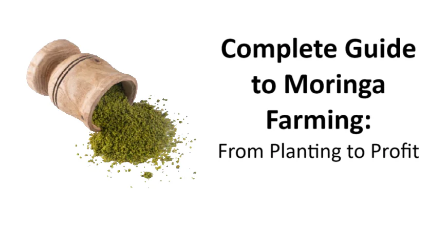 Complete Guide to Moringa Farming: From Planting to Profit