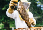 The Real Cost of Ignoring Bees: Why Melbourne Homeowners Need Professional Pest Control