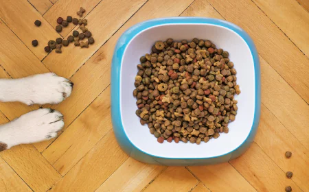 Premium Quality Dog Food for Sale – Healthy & Affordable