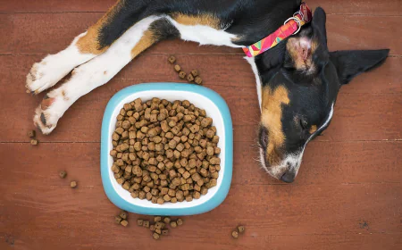Order Dog Food Online – Fresh, Healthy & Trusted Pet Brands