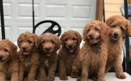 How Can You Get on a Waiting List with the Best Labradoodle Breeders in Texas?